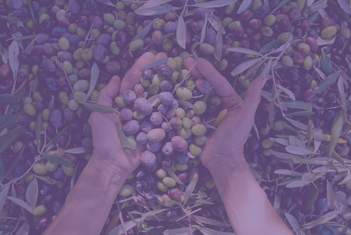 Deux mains plongées dans des olives fraichement cueillies