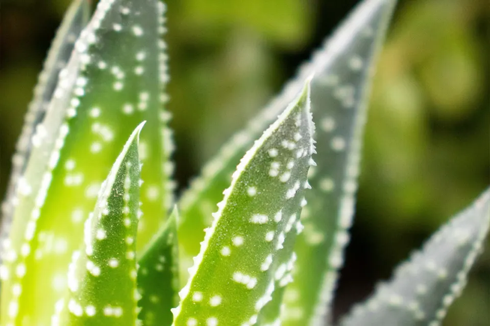 L'aloé Vera, l'un des ingrédients de notre savon liquide Le Douceur