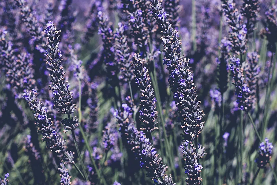 Un champ de lavande, l'un des ingrédients de notre savon liquide Le Provençal