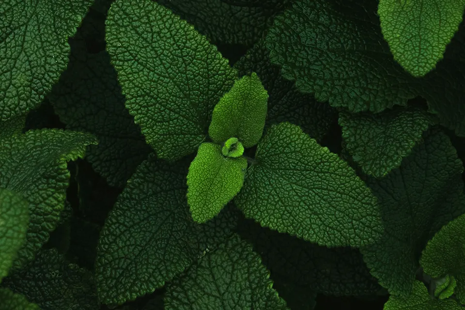 Un champs de menthe, l'un des ingrédients de notre savon liquide Le Fraicheur